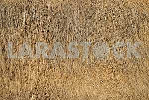 The background of straw, hay.