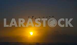 A flock of cormorants