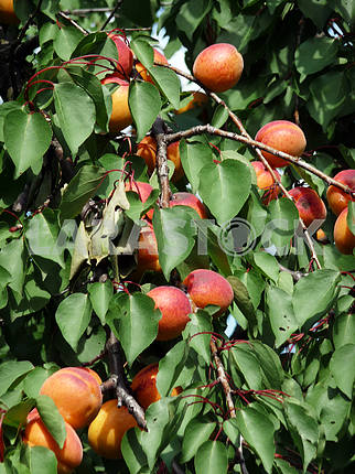 Apricots in the garden