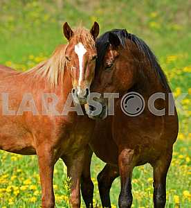 Horse