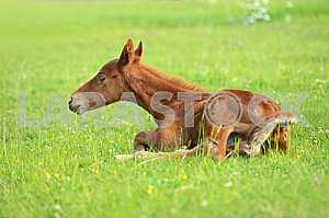 Horse