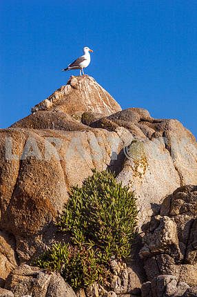 Seagull is standing on a rock with sky background