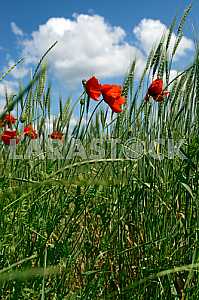 Poppy