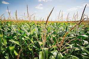Maize