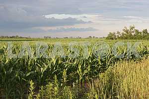 Poland cornfiel field