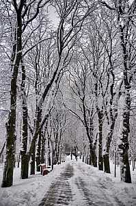 Аллея в заснеженном парке