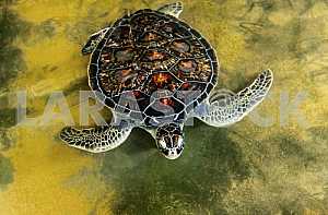 Ocean Turtle in water