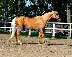 Tribal young stallion at the racetrack