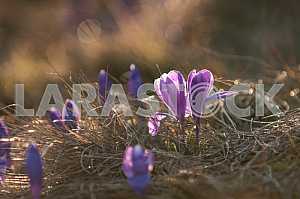 Crocus - genus of herbaceous perennials kasatikovyh family.