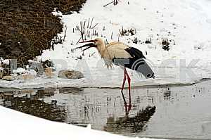 Stork in its natural habitat