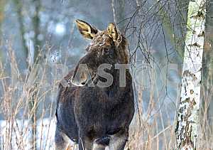 Portrait Elk