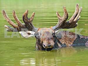 Elk to his neck in water