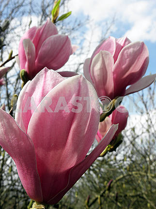 Magnolia's bloom in the springtime,Croatian countryside,12