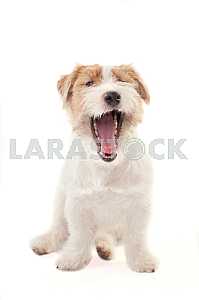 Молодые собаки Джек Рассел терьер на белом фоне