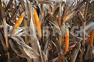 Maize