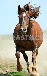 Horse hurrying at a gallop