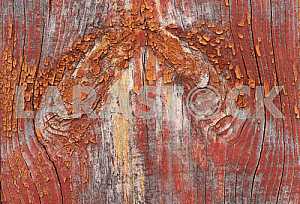 Wood texture with natural pattern