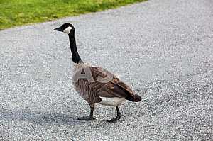 Canadian goose on asphalt, back view