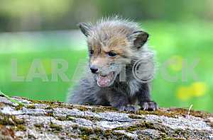 Fox cub in long grass