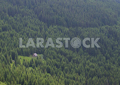 Coniferous forest in the mountains