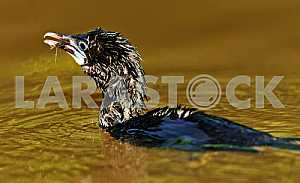 Cormorant in Sri Lanka