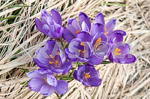 Crocus - genus of herbaceous perennials kasatikovyh family.