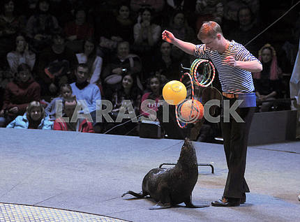 An animal trainer with a sea lion
