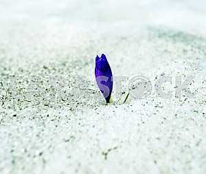 Crocus