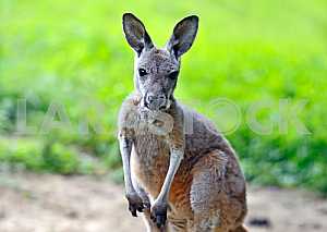 Kangaroo