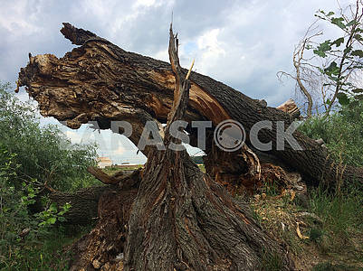 The fallen tree