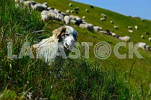 Herd of Sheep