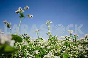 Buckwheat