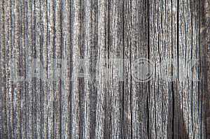 Wood texture with nature pattern