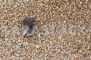 Shells on the shore