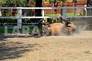 Horse