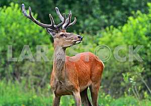 Altai deer