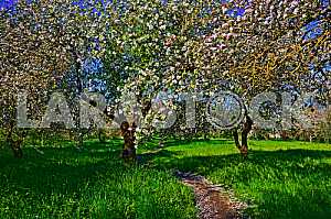 Apple blossoms
