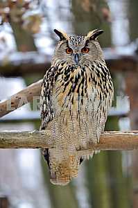 Eagle owls
