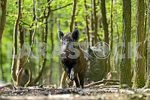 Wild boar