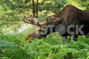 Elk eating leaves of a fern