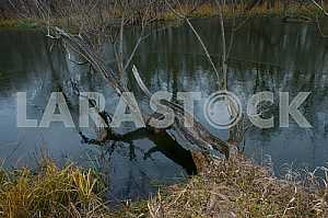 Lake in winter. Dendropark "Veselyye Bokoven'ki"