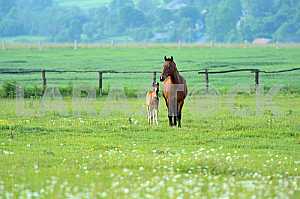 Horse