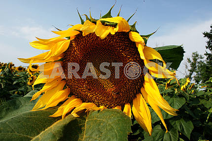 Sunflower, close-up bee on sunflower