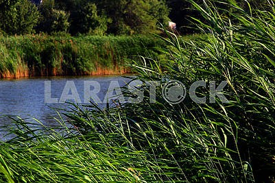 Thickets on the shore of the lake