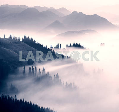 Picturesque forest in the fog
