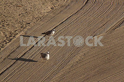 Two lonely seagulls on cleaned by a tractor sand on the Mediterranean Sea