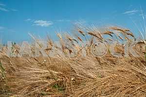 Rye field on a background off blue sky.