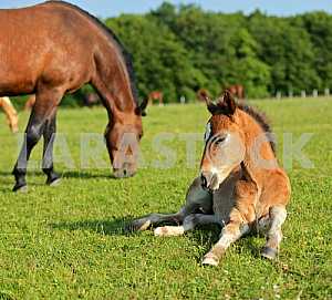 Horse