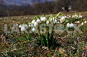 Snowdrops