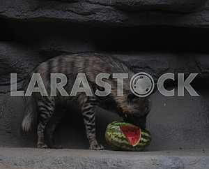 Hyena